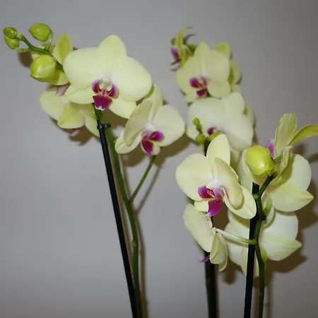 Ξενοδοχείο D'win Παρίσι