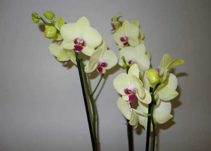 酒店 德文酒店 巴黎